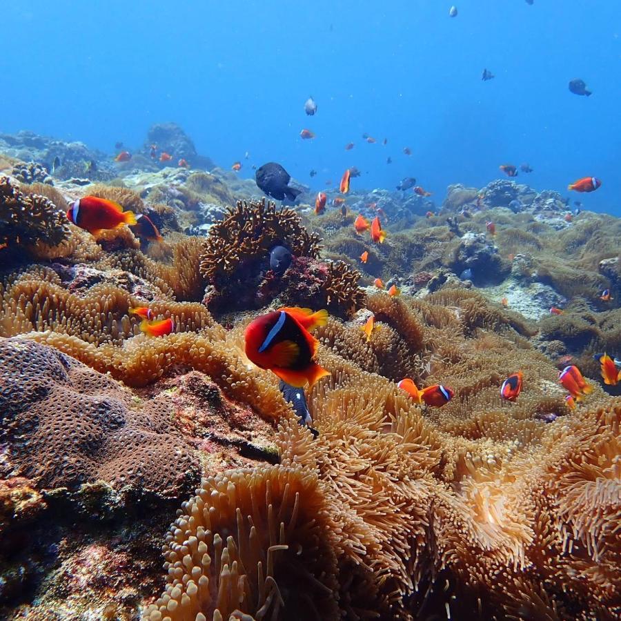 Green Island Ocean Rhythem Dive B&B 綠島海韻民宿 Dış mekan fotoğraf