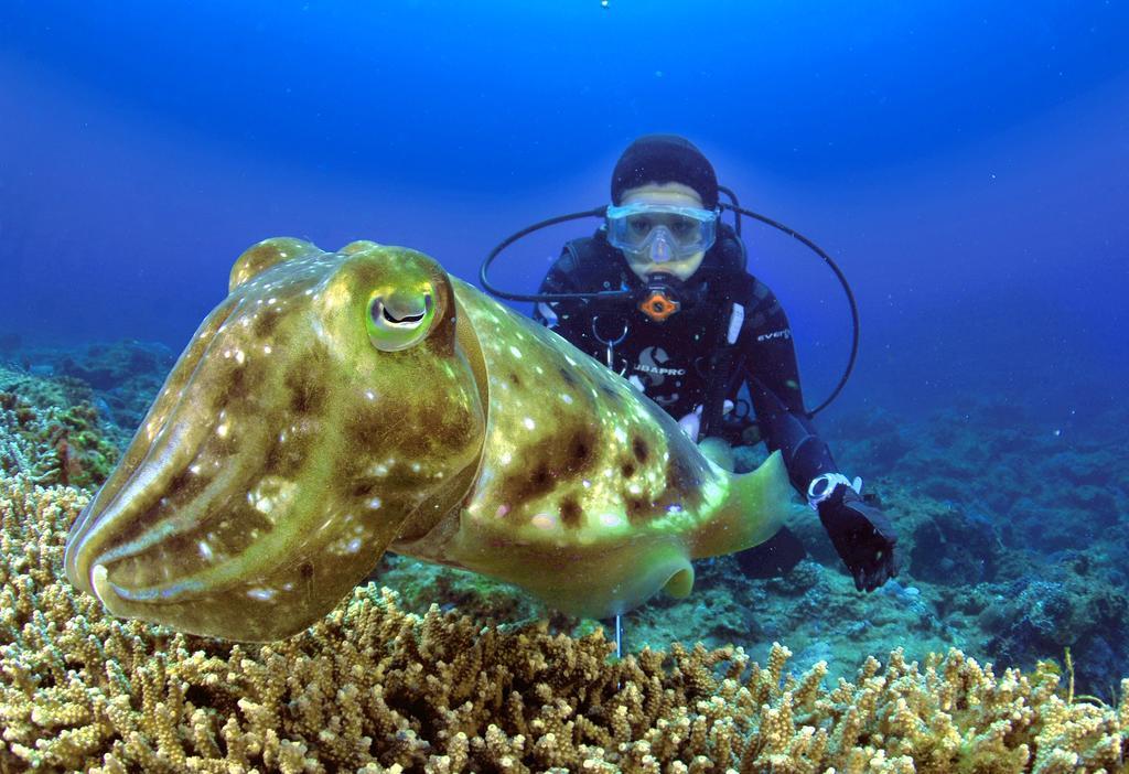 Green Island Ocean Rhythem Dive B&B 綠島海韻民宿 Dış mekan fotoğraf
